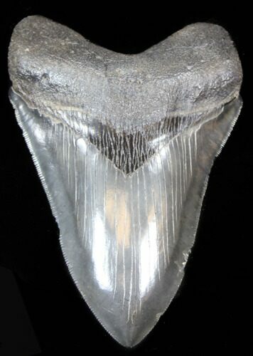 Serrated Fossil Megalodon Tooth - South Carolina #39242